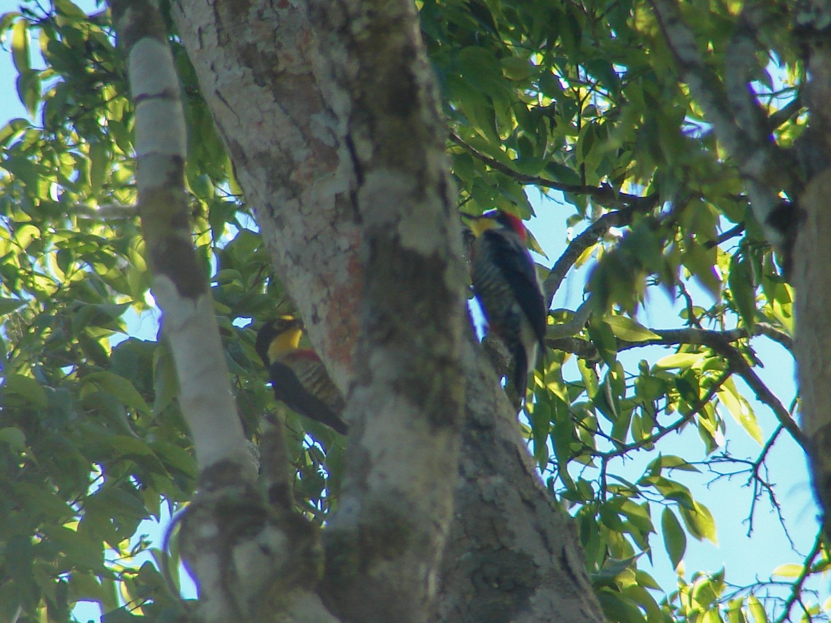 Yellow-fronted Woodpecker - ML620422439