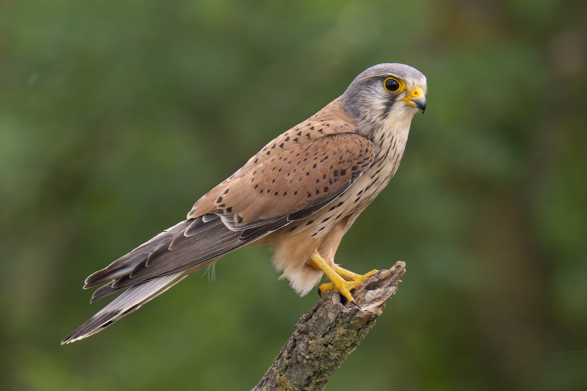 Eurasian Kestrel - ML620422443