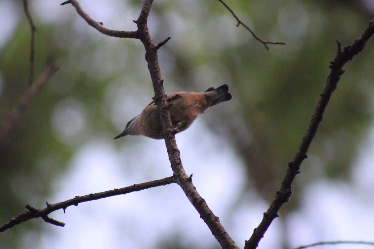 Red-breasted Nuthatch - ML620422448