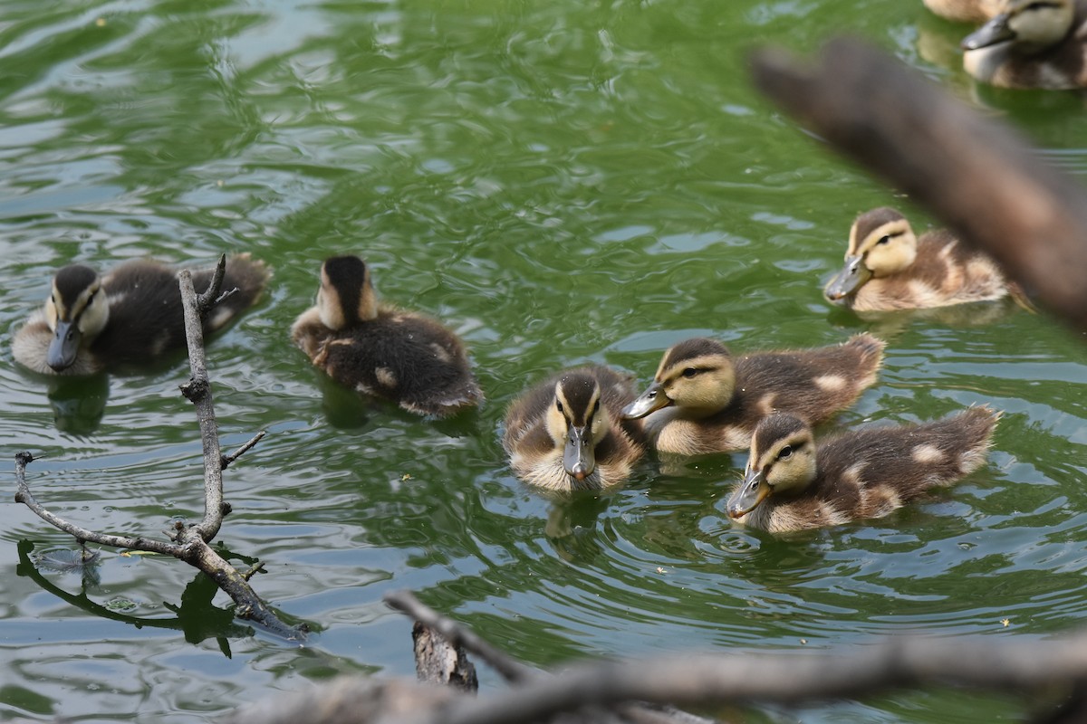 Mottled Duck - ML620422449