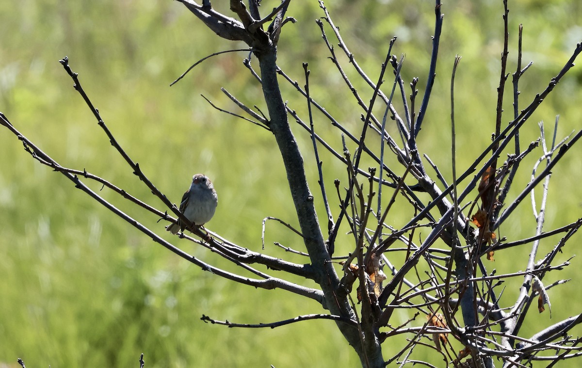 Field Sparrow - ML620422455