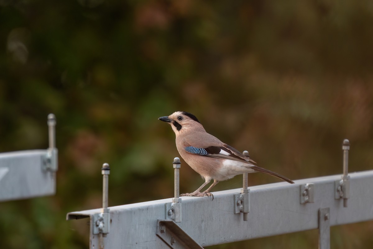 Eurasian Jay - ML620422458