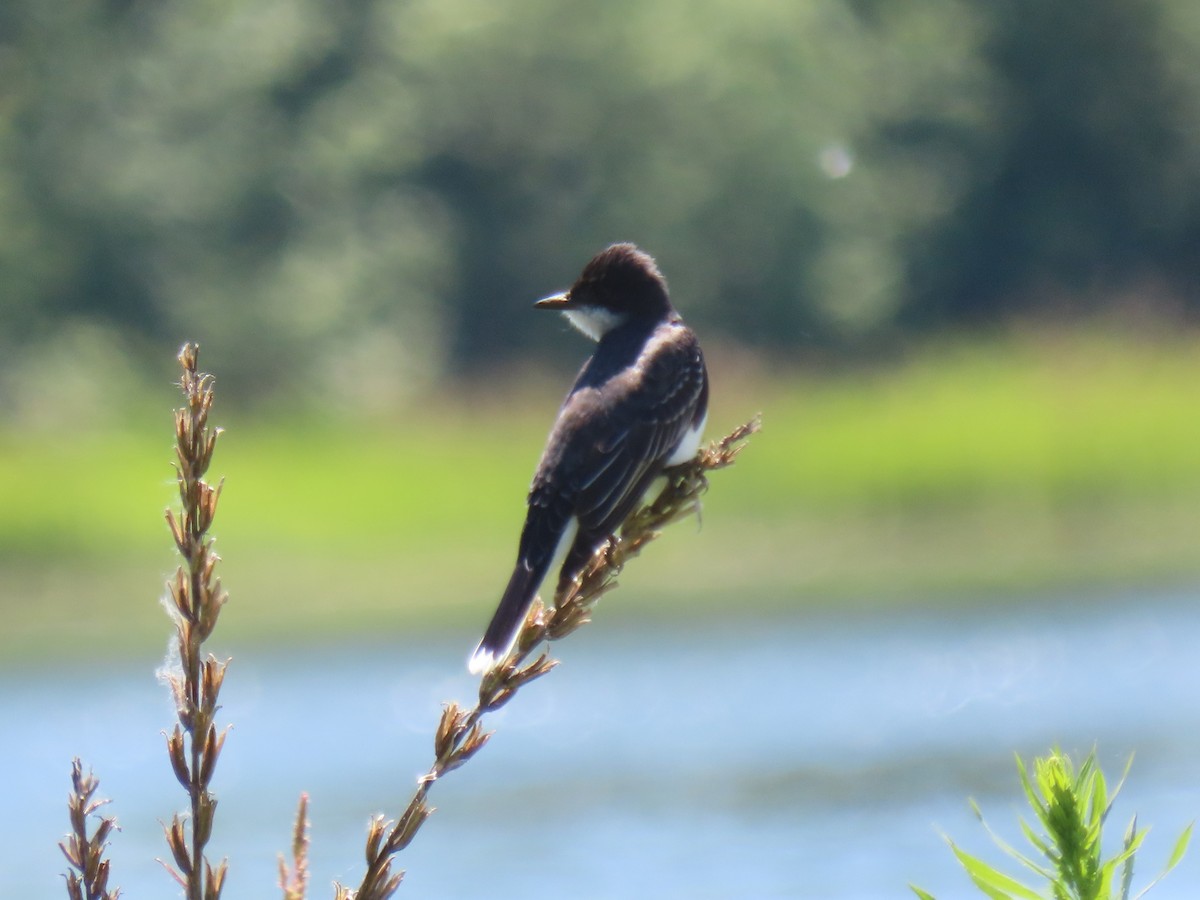 Eastern Kingbird - ML620422466