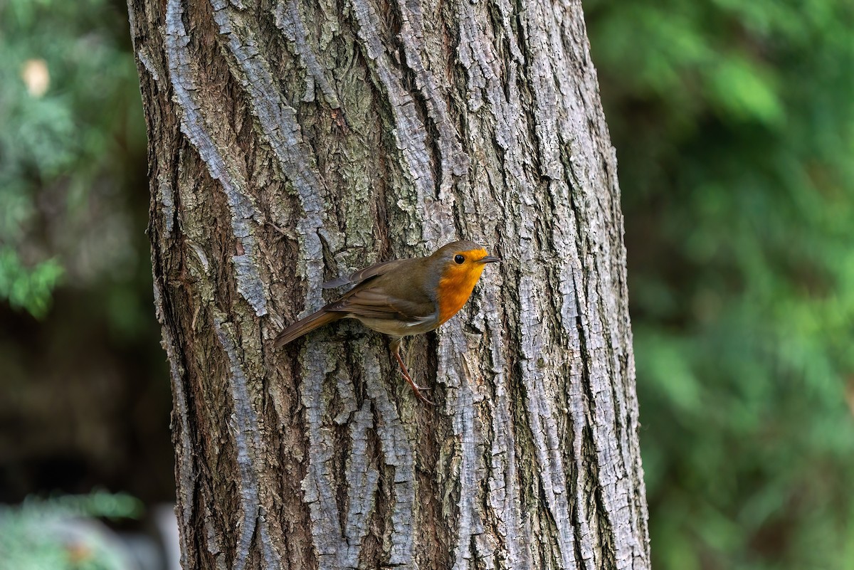 European Robin - ML620422470