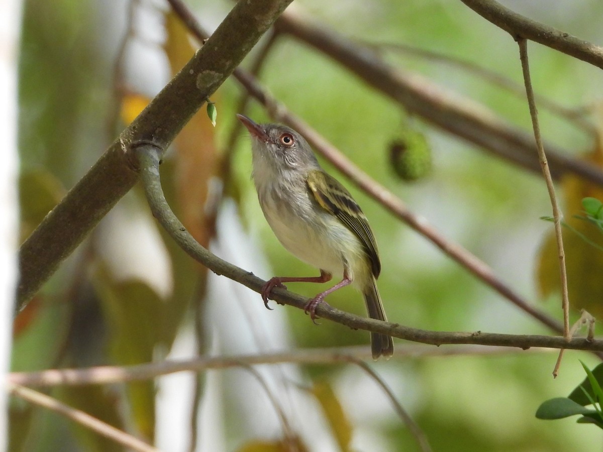 Pearly-vented Tody-Tyrant - ML620422471