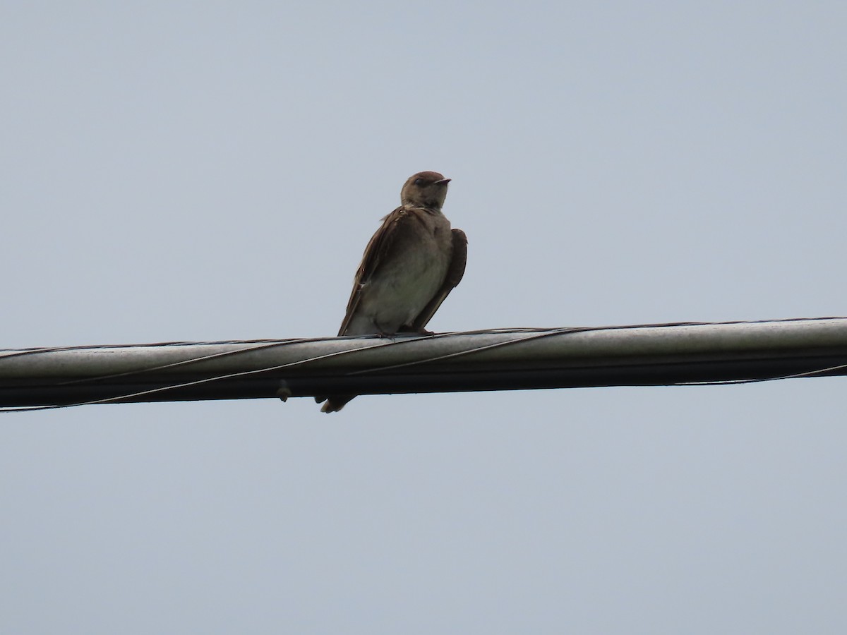 Northern Rough-winged Swallow - Susan Wright