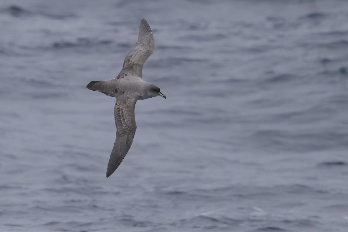 Gray Petrel - ML620422476