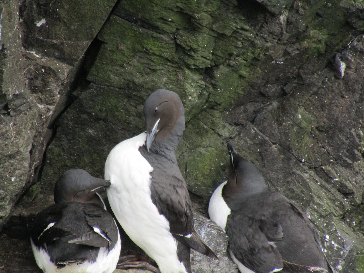Thick-billed Murre - ML620422500