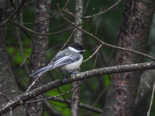 Black-capped Chickadee - ML620422504