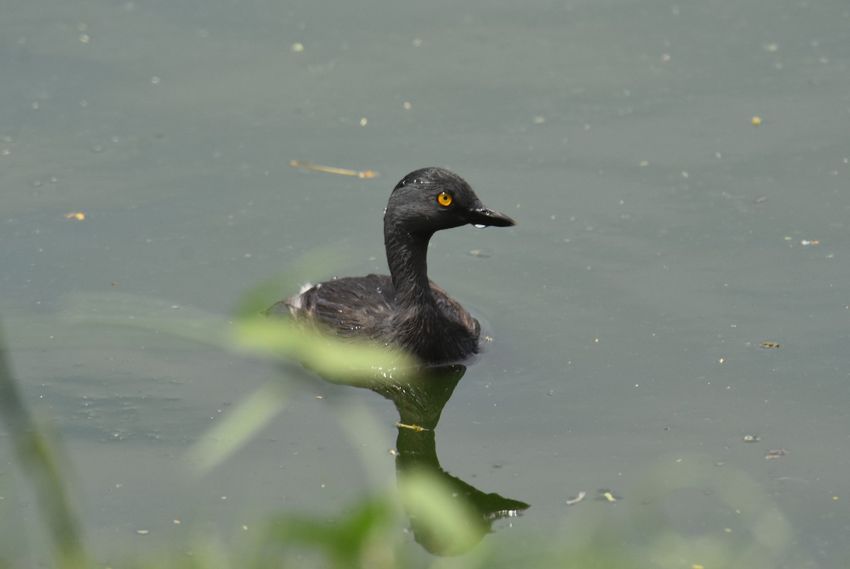 Least Grebe - Michael Schall