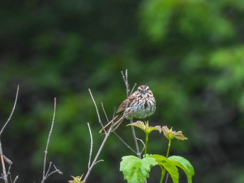 Song Sparrow - ML620422514