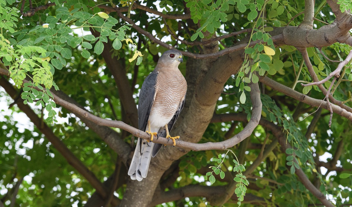 Shikra - Sunil Kini