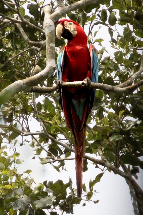 Red-and-green Macaw - ML620422531