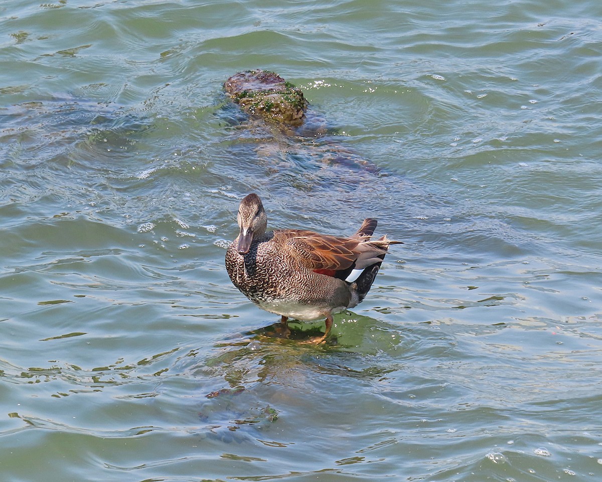 Gadwall - ML620422535