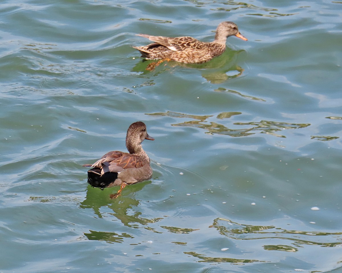 Gadwall - ML620422536