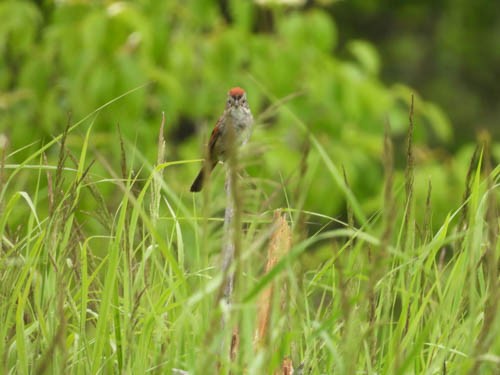 Swamp Sparrow - ML620422541