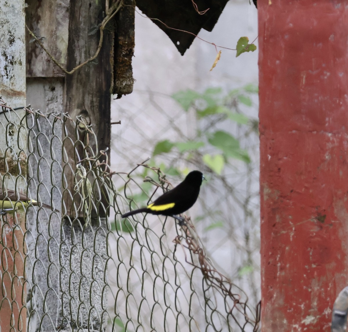 Flame-rumped Tanager - ML620422545
