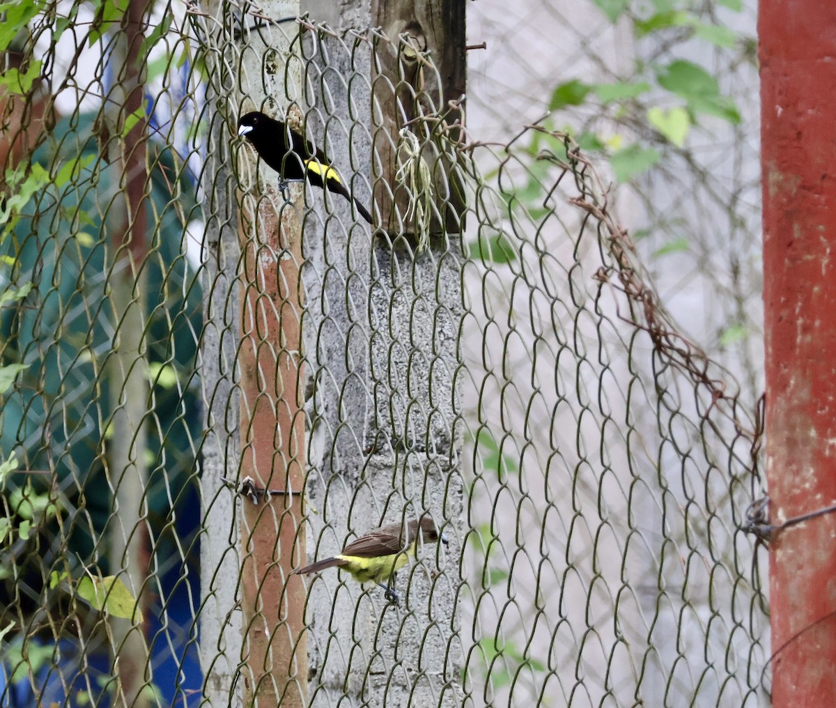 Flame-rumped Tanager - ML620422546