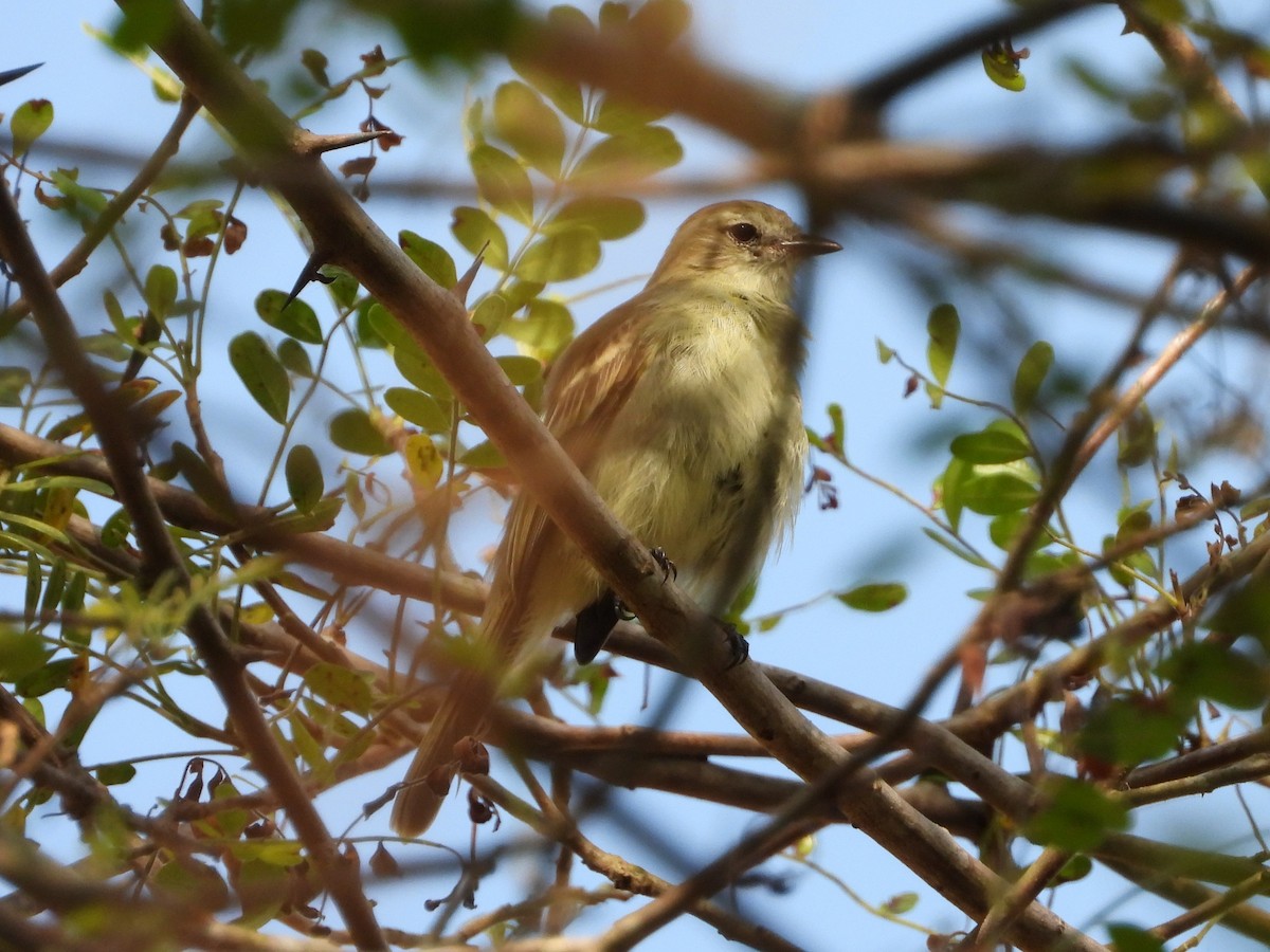 Southern Mouse-colored Tyrannulet - ML620422559