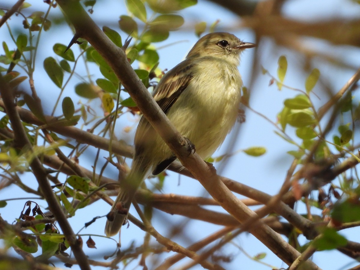 Southern Mouse-colored Tyrannulet - ML620422560
