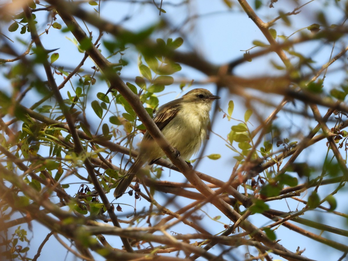 Southern Mouse-colored Tyrannulet - ML620422561