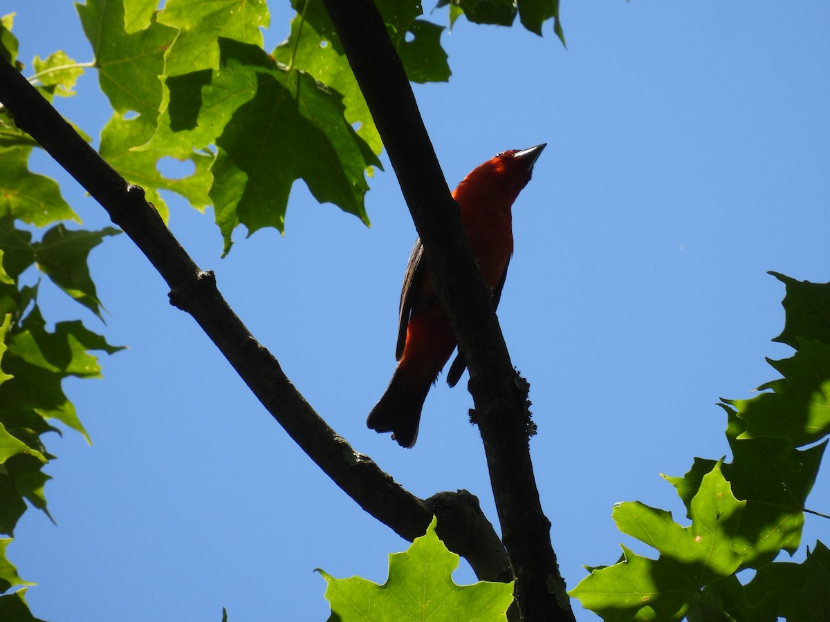 Scarlet Tanager - ML620422563