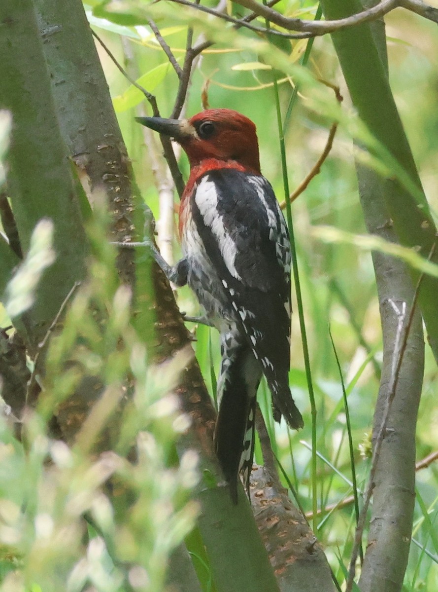 Red-breasted Sapsucker - ML620422564