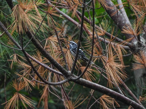 Black-and-white Warbler - ML620422568