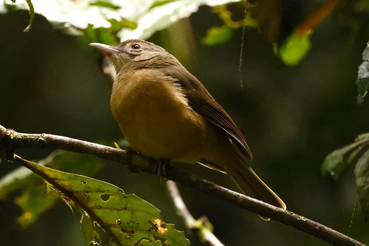 Rufous Shrikethrush - John Mills