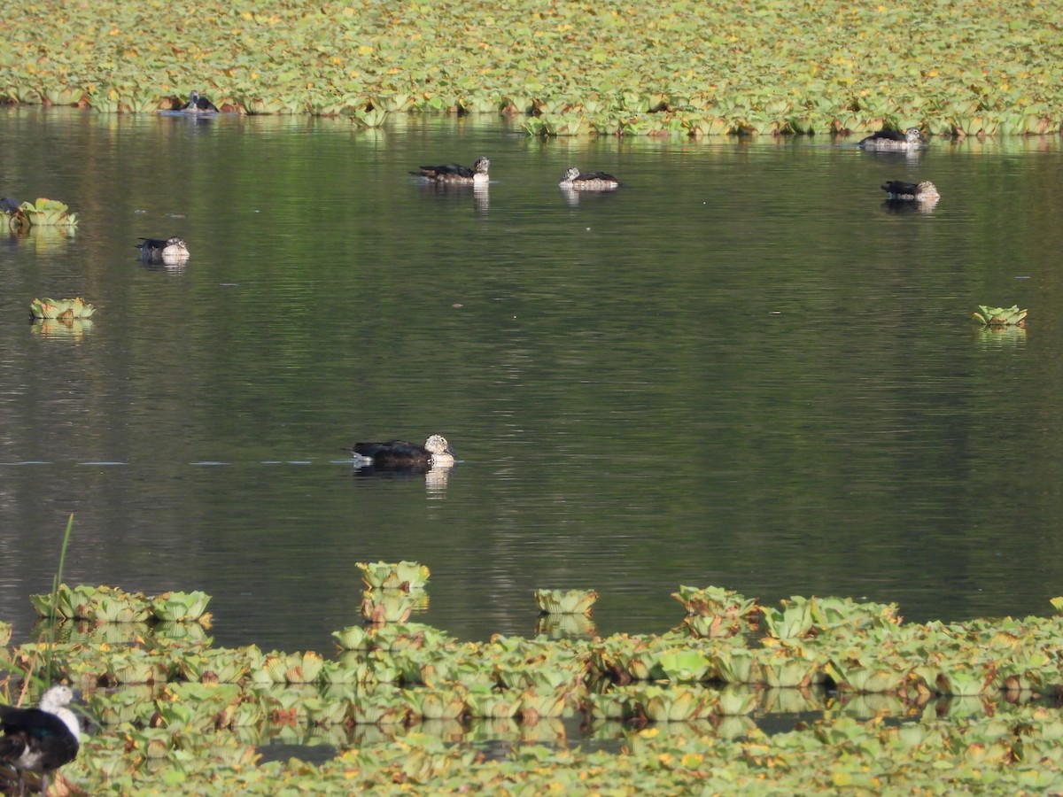 Comb Duck - ML620422575