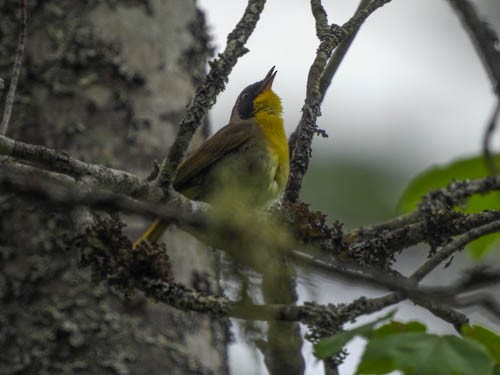 Common Yellowthroat - ML620422576