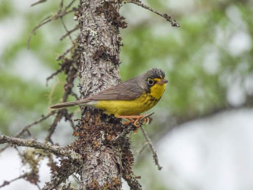 Canada Warbler - ML620422579