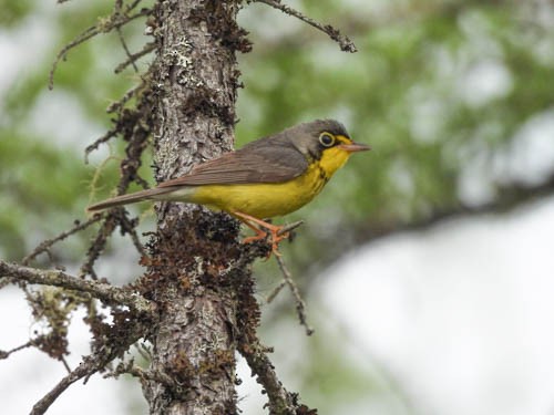 Canada Warbler - ML620422580