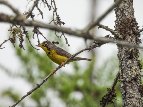 Canada Warbler - ML620422582