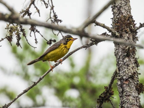 Canada Warbler - ML620422583