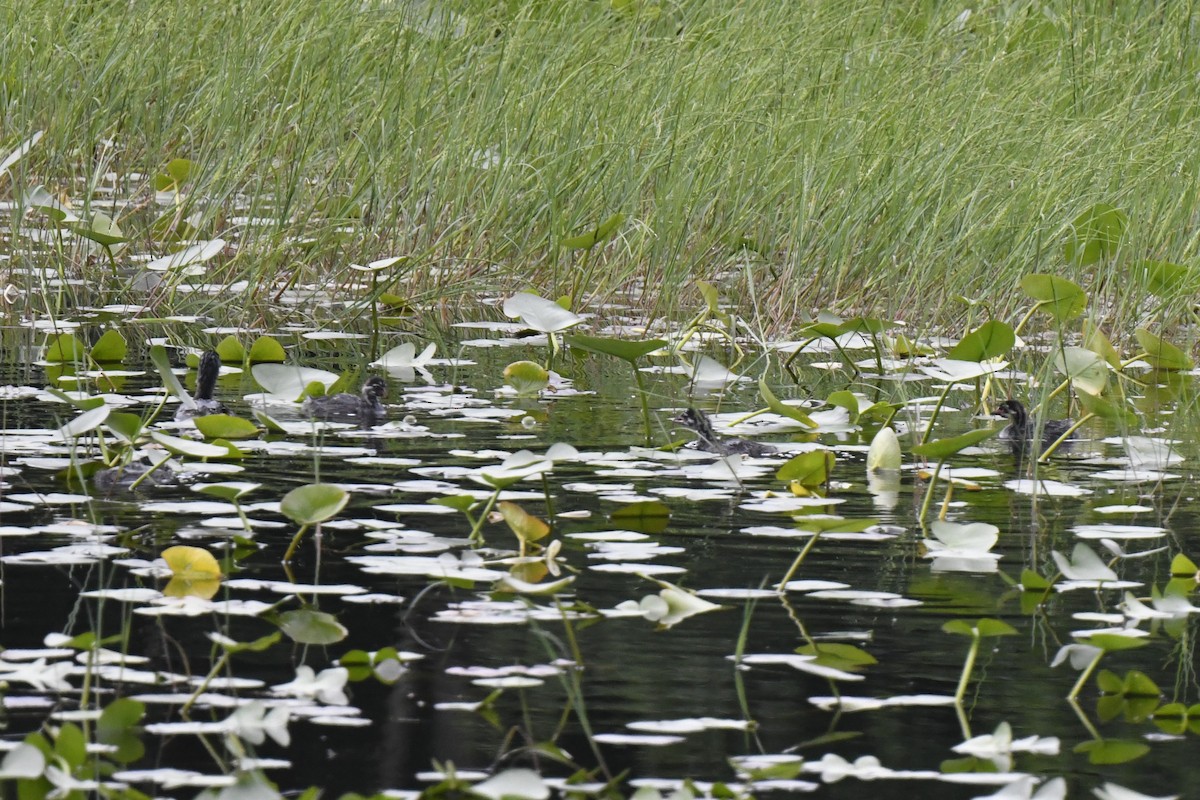 Pied-billed Grebe - ML620422584