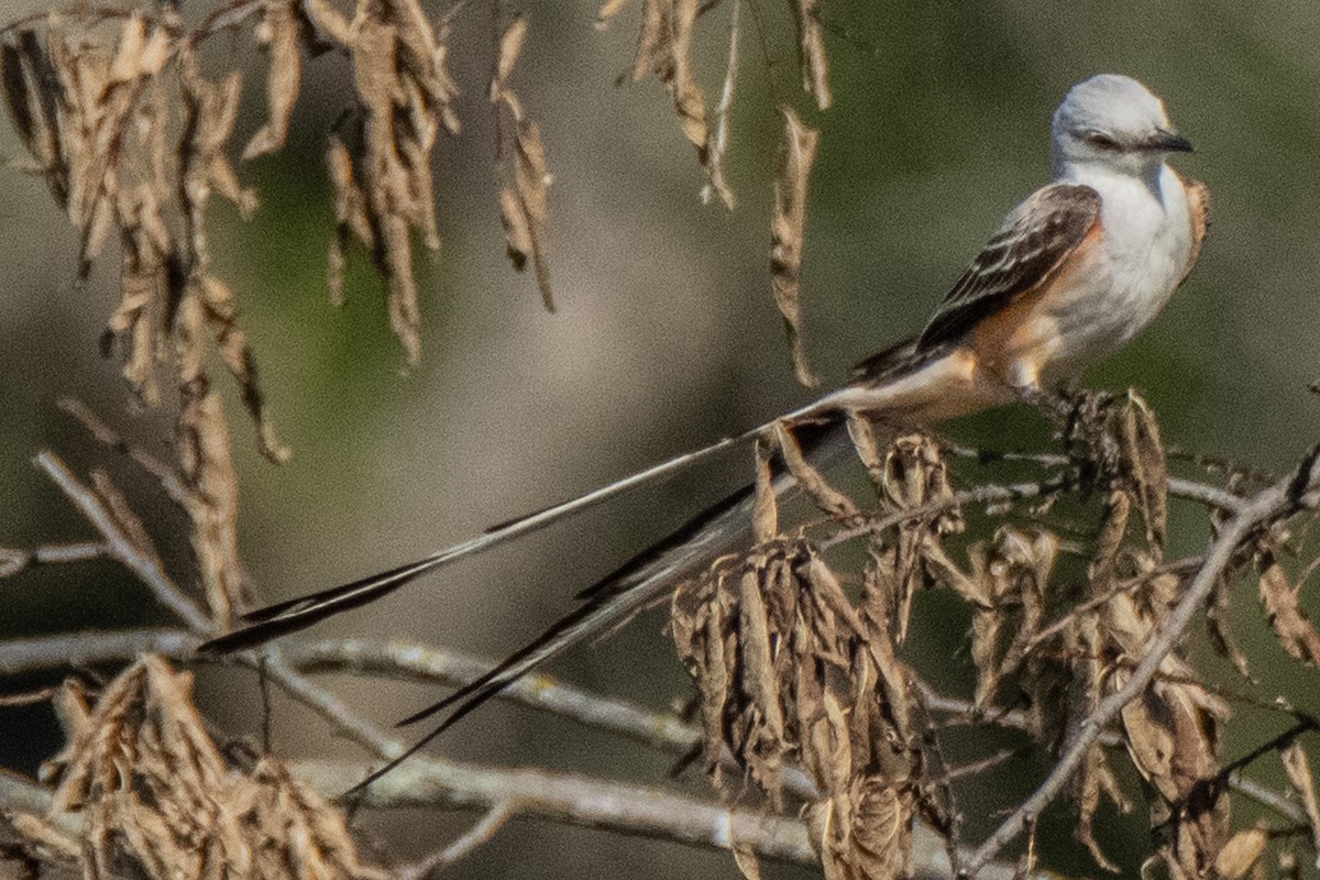 Scissor-tailed Flycatcher - ML620422586