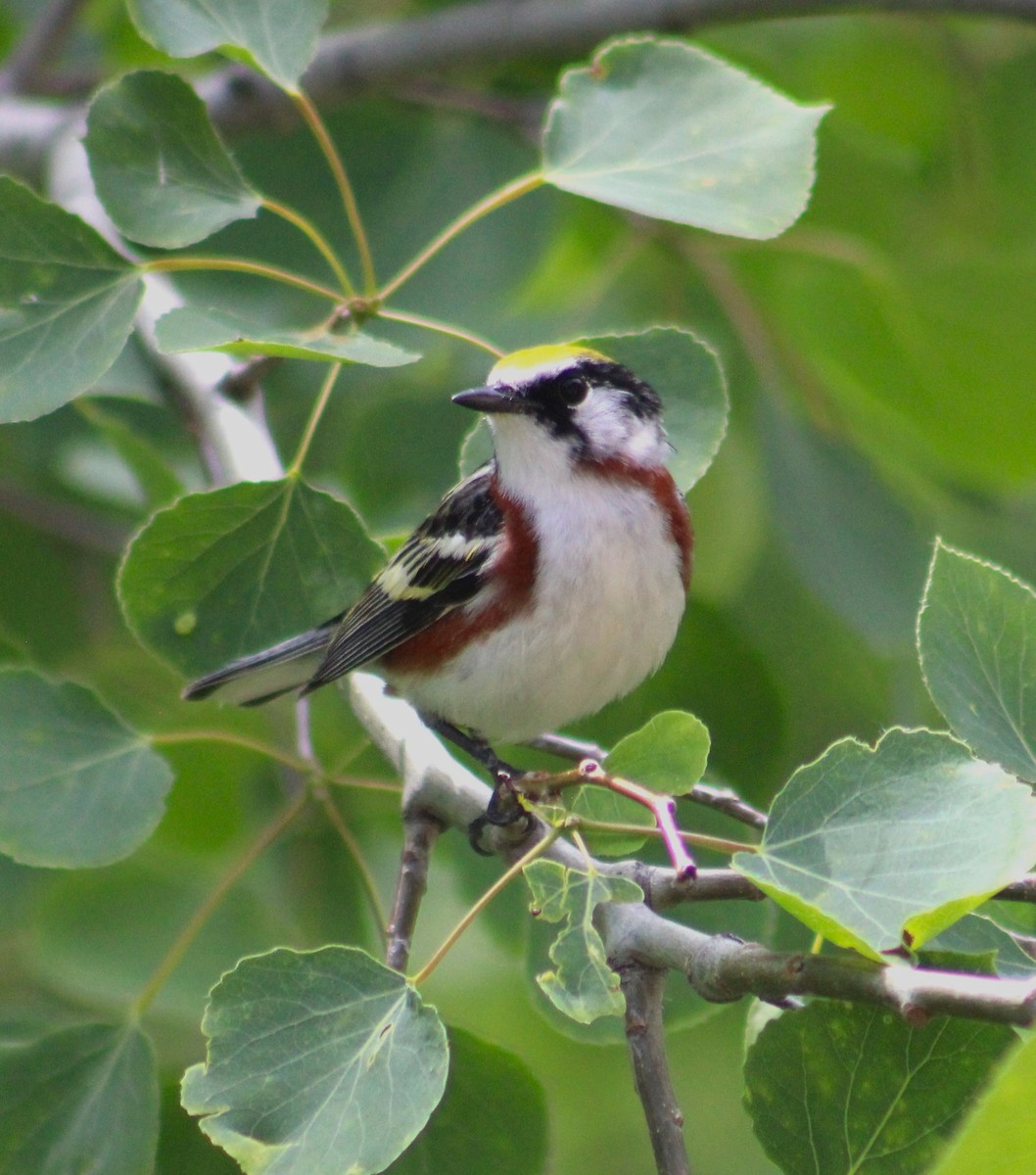 Chestnut-sided Warbler - ML620422589