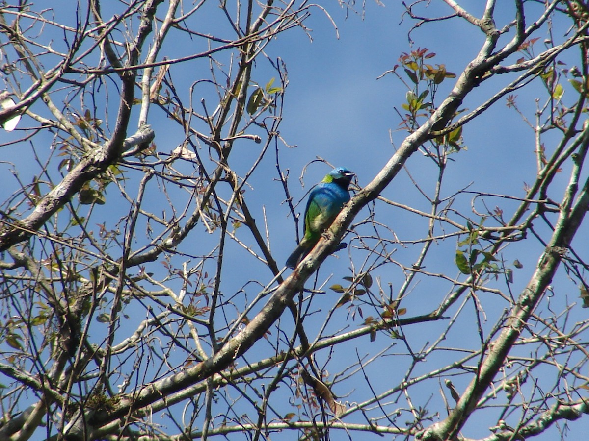 Green-headed Tanager - ML620422600