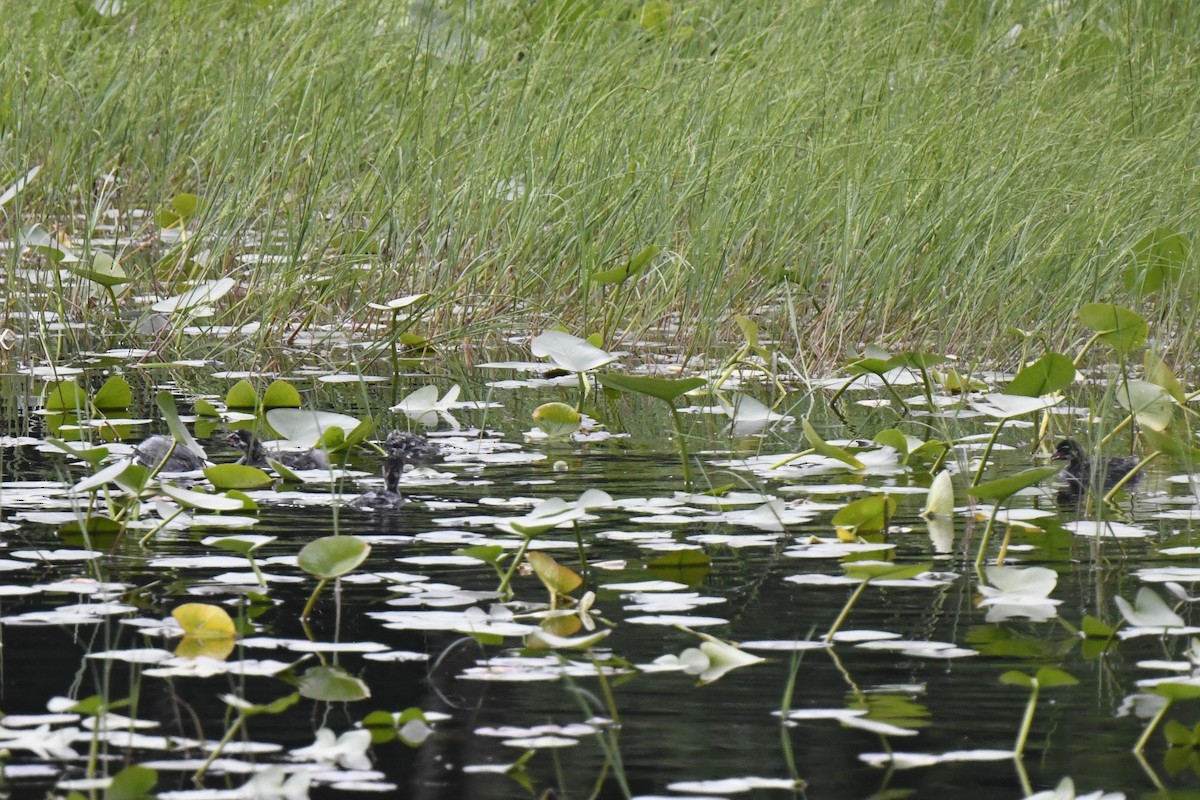 Pied-billed Grebe - ML620422603