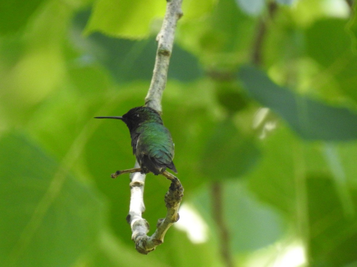 Ruby-throated Hummingbird - ML620422606