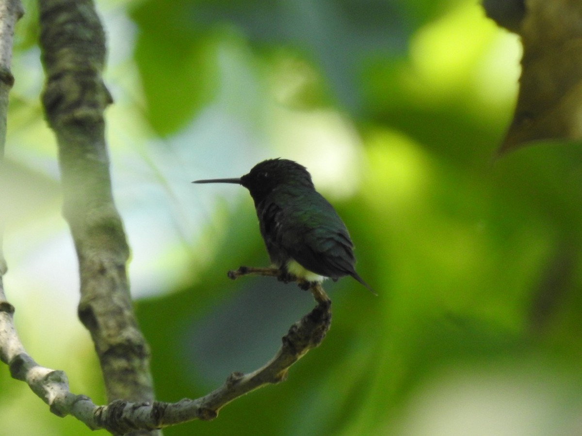 Ruby-throated Hummingbird - ML620422607