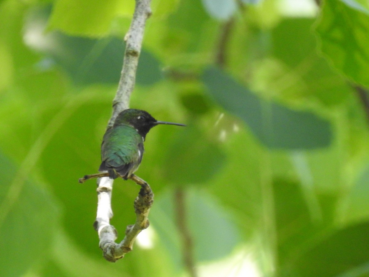 Ruby-throated Hummingbird - ML620422608