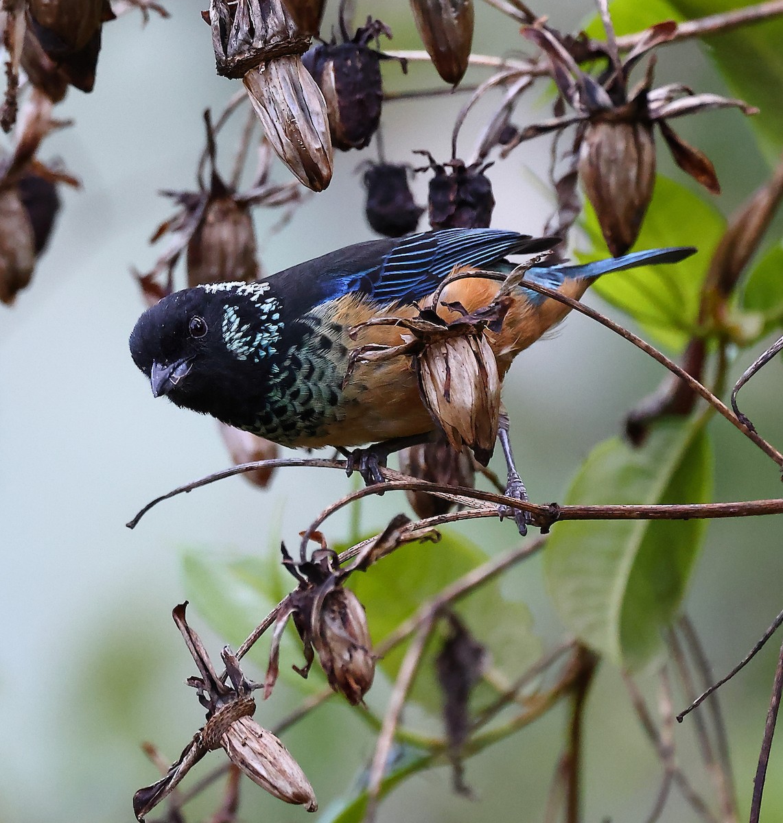 Spangle-cheeked Tanager - ML620422609
