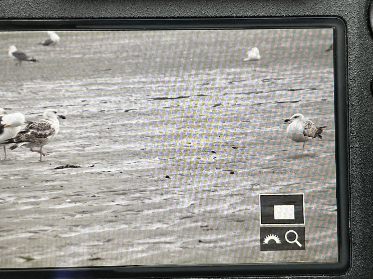 Lesser Black-backed Gull - ML620422615