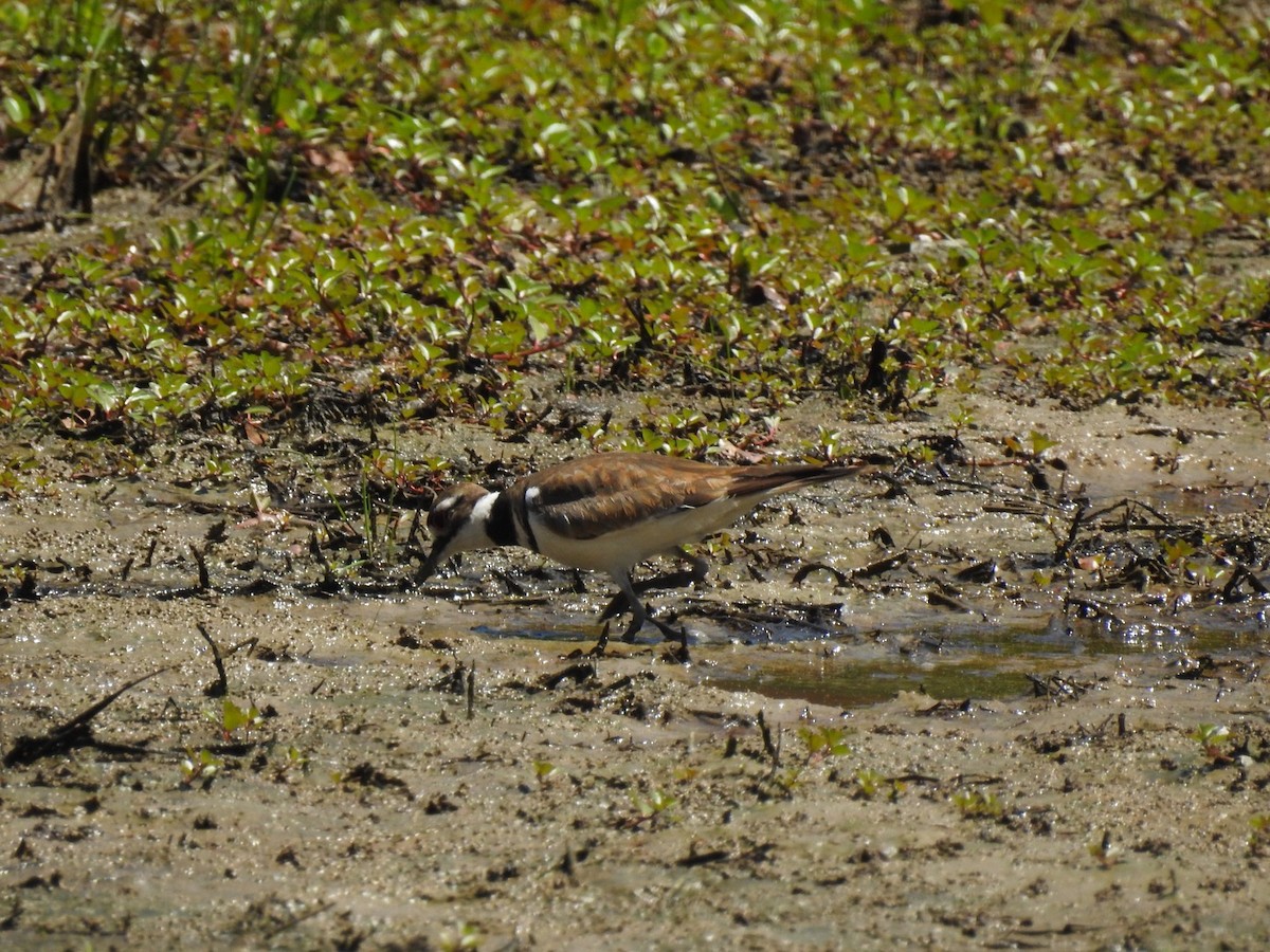 Killdeer - ML620422616