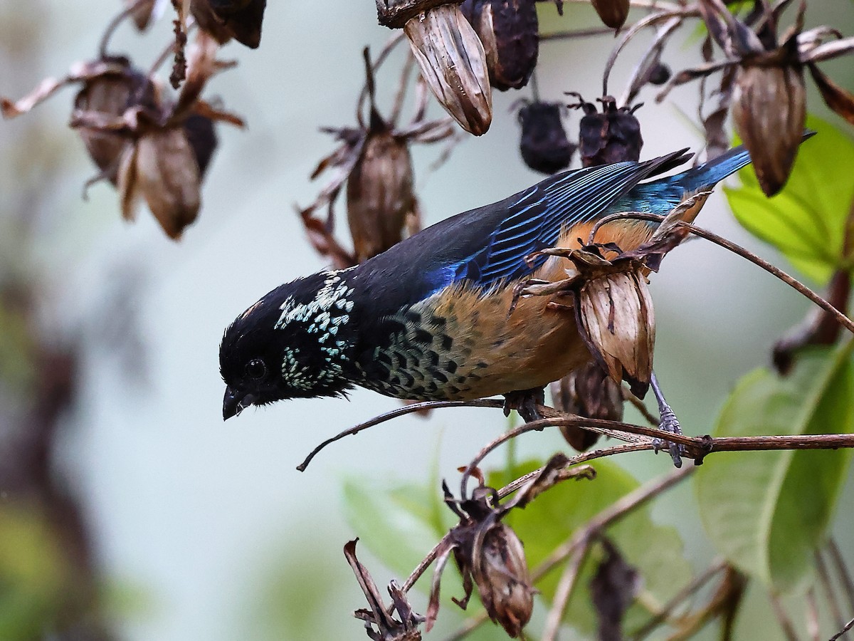 Spangle-cheeked Tanager - ML620422627