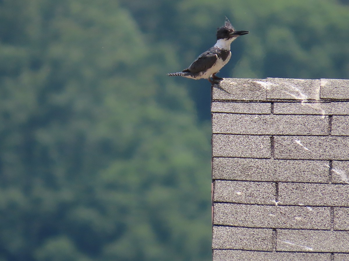 Belted Kingfisher - ML620422628