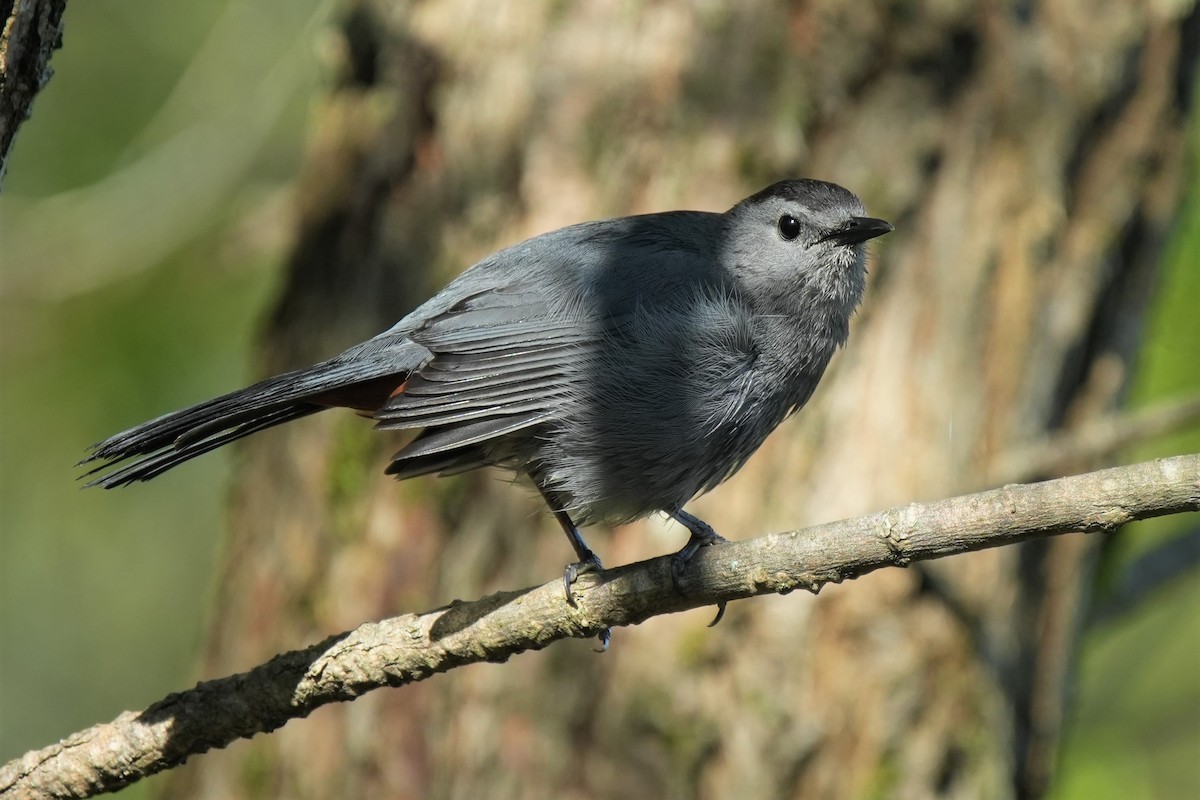 Gray Catbird - ML620422644