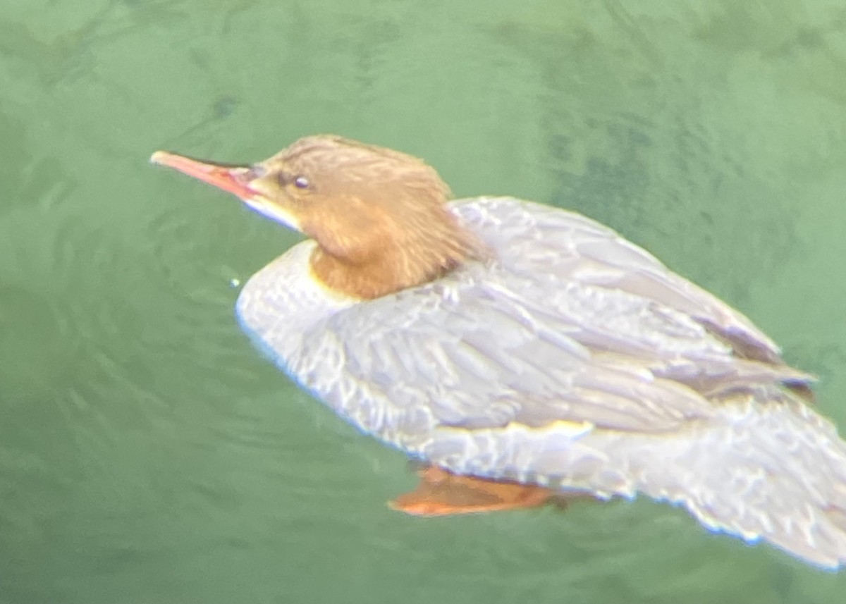 Common Merganser - ML620422648